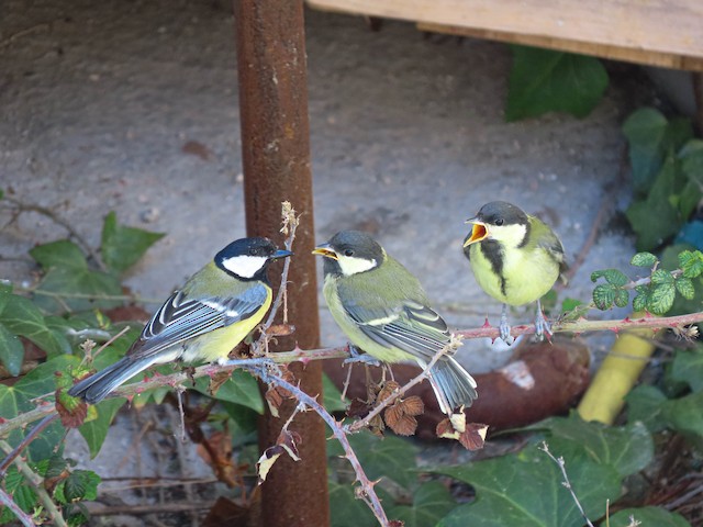 Adult feeding begging fledglings. - Great Tit - 