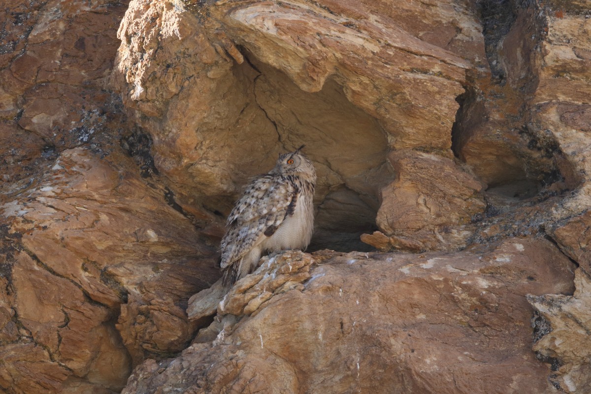 Eurasian Eagle-Owl - Esha Munshi