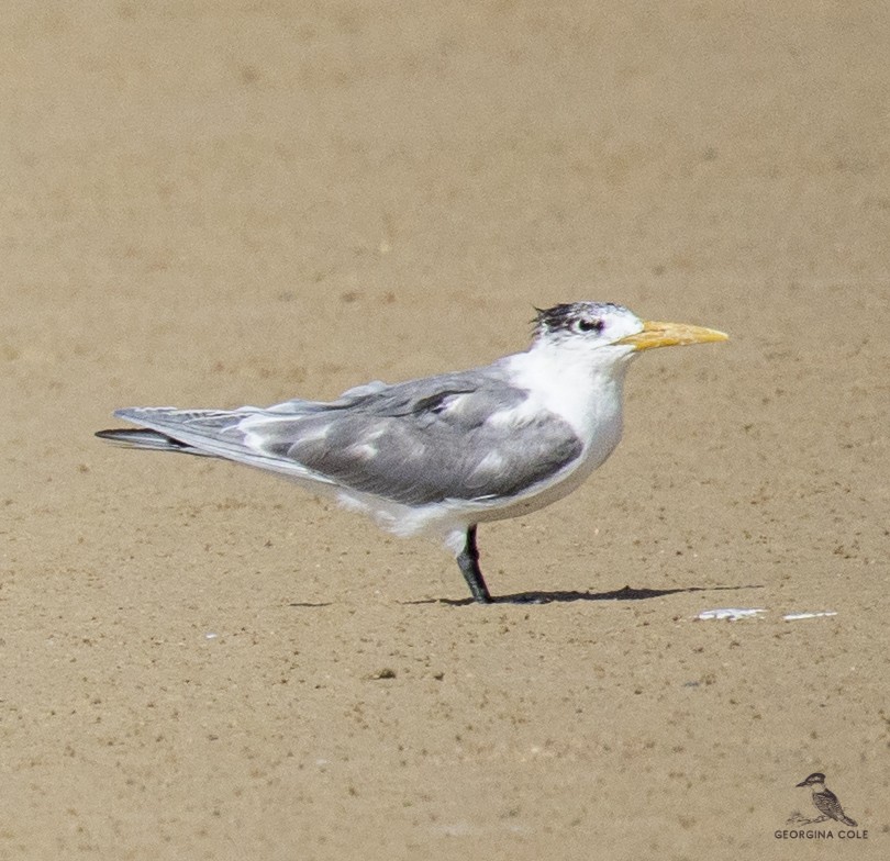 Great Crested Tern - ML340455041