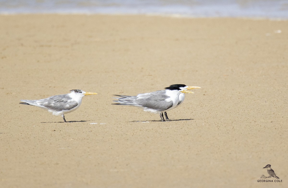 Great Crested Tern - ML340455071