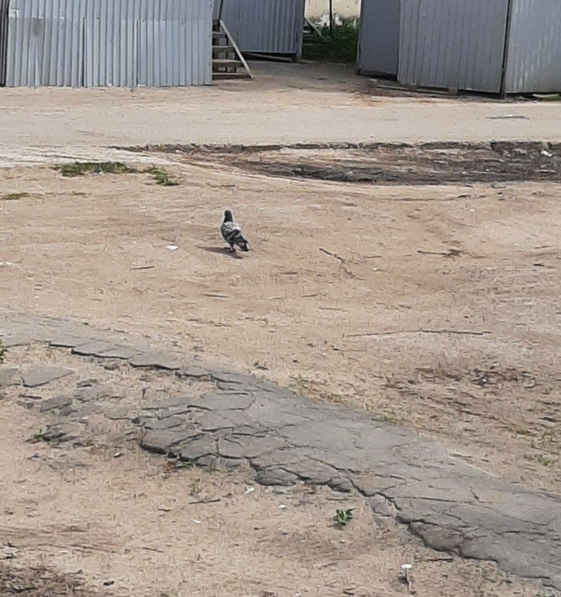 Rock Pigeon (Wild type) - ML340457481