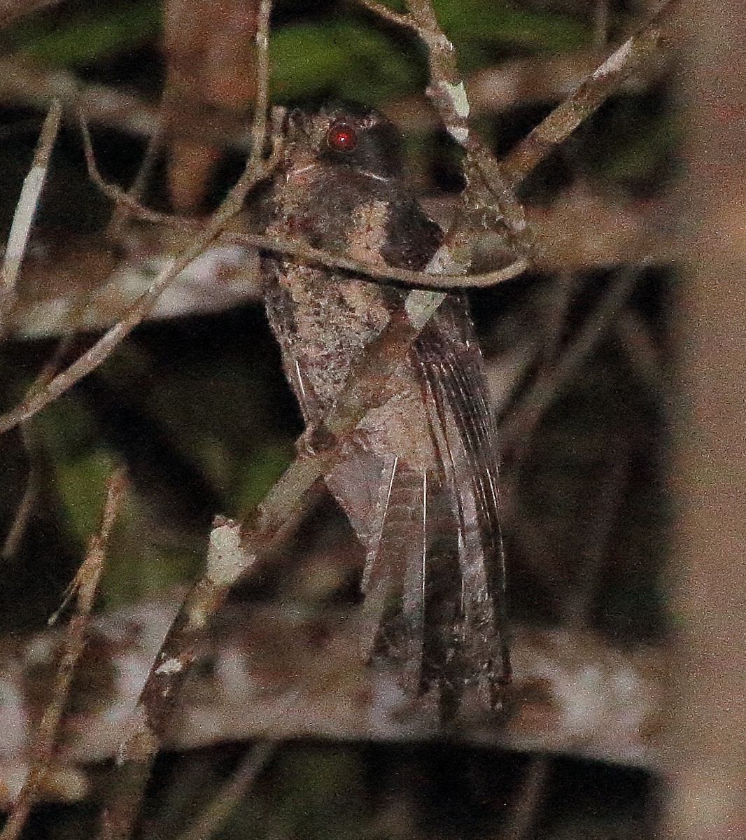 Moluccan Owlet-nightjar - ML340462421