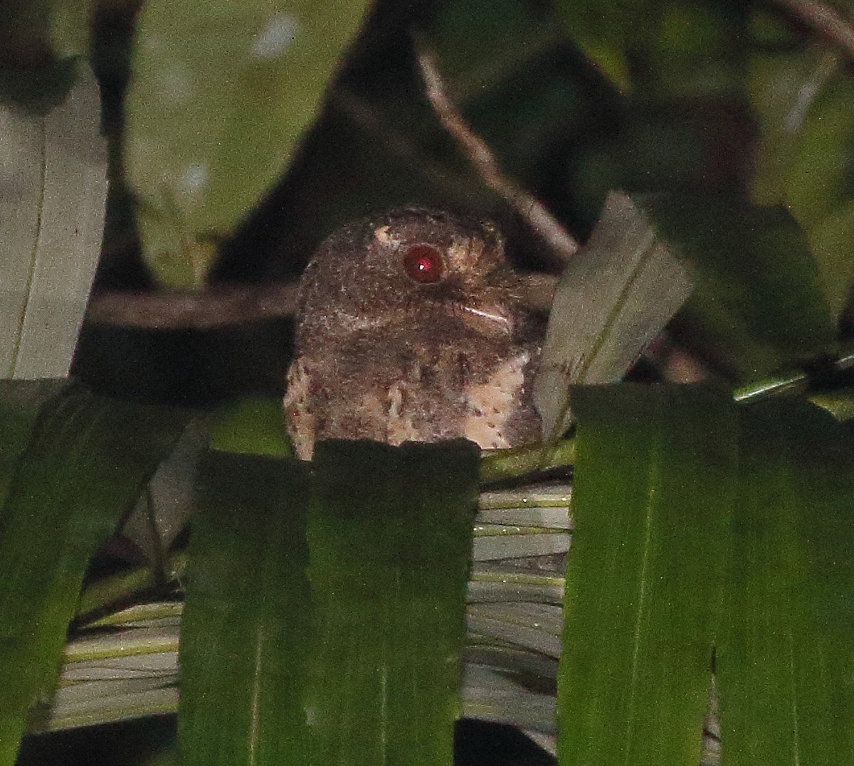 Moluccan Owlet-nightjar - ML340462841