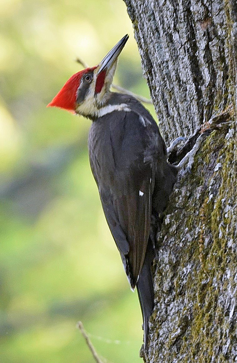 Pileated Woodpecker - ML340463521