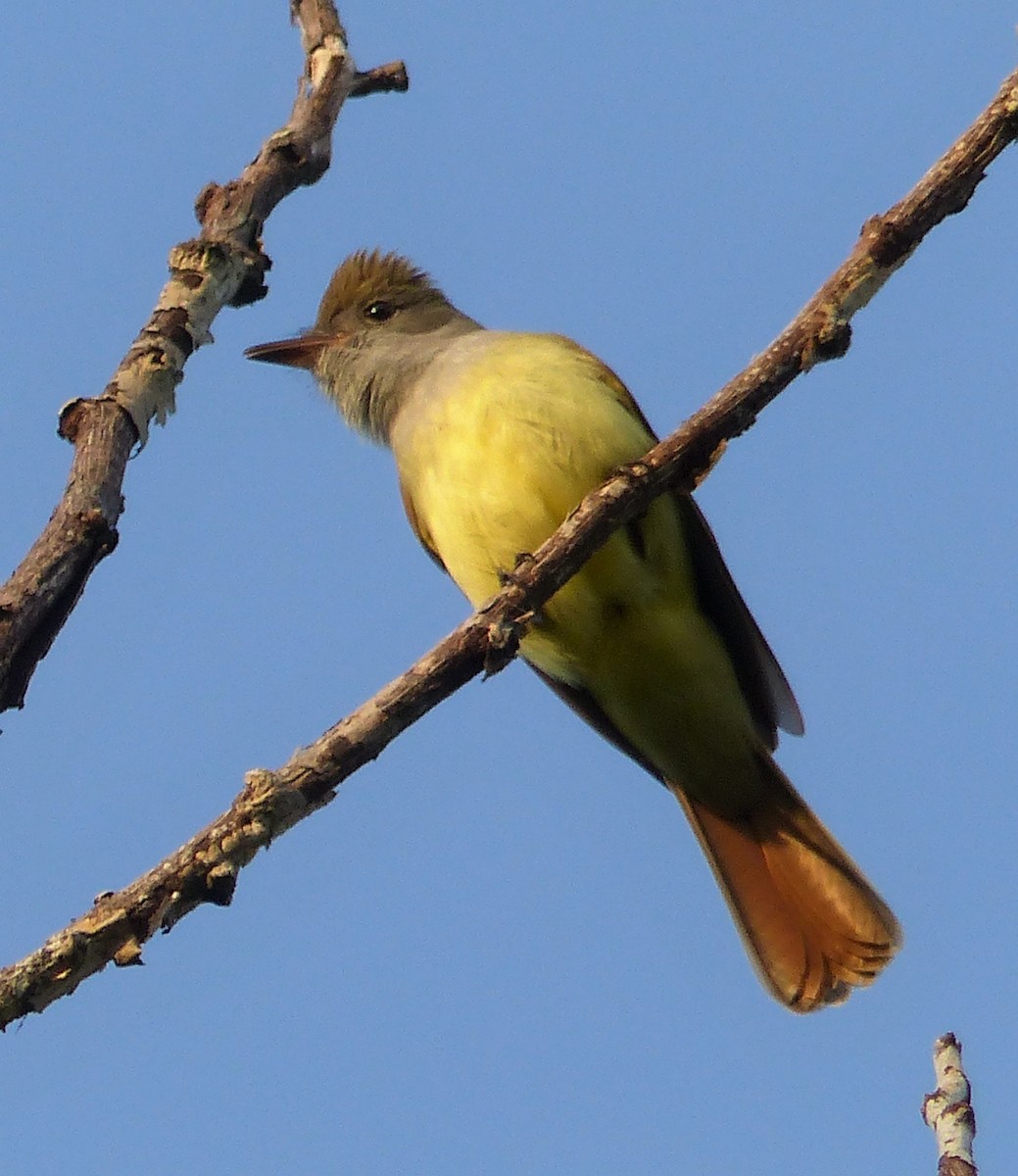 Great Crested Flycatcher - ML340467481