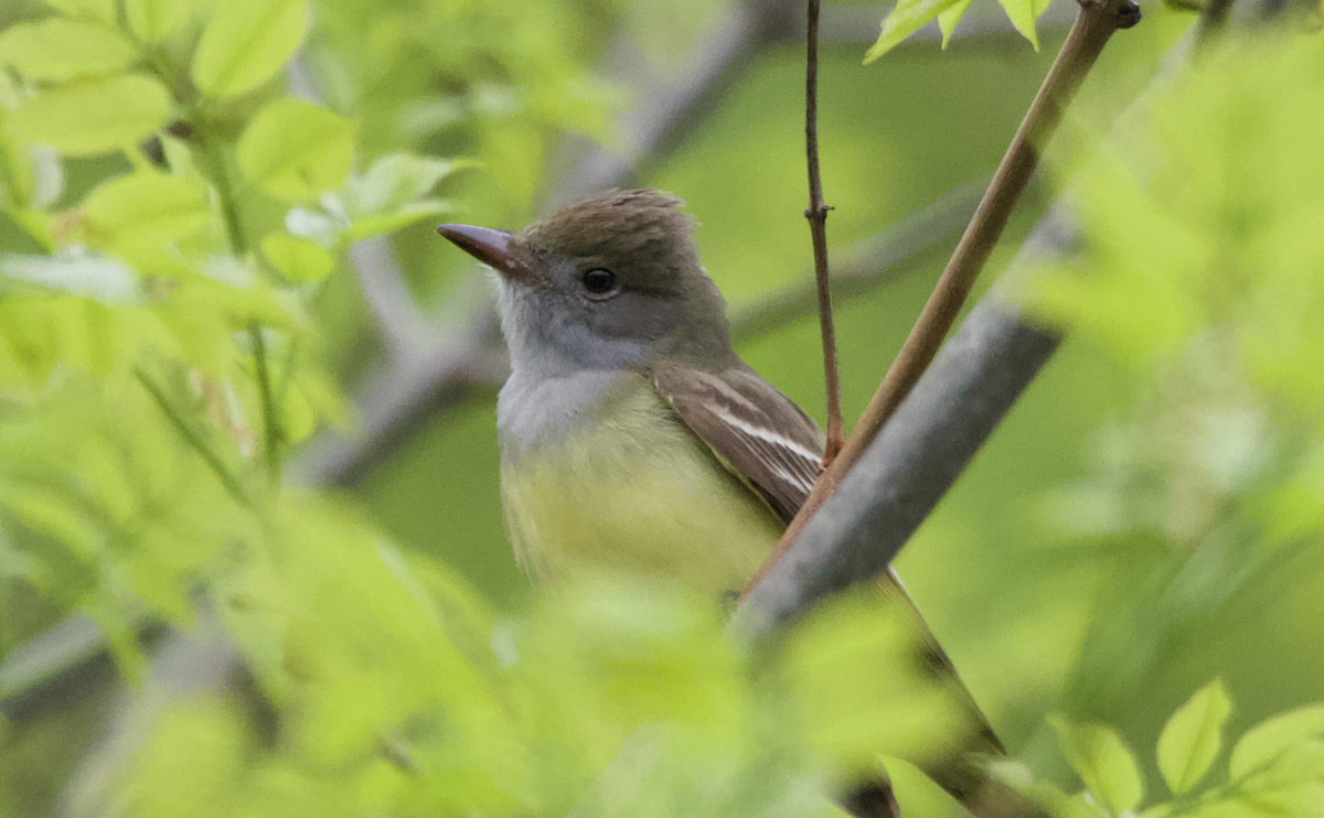 Great Crested Flycatcher - ML340473991