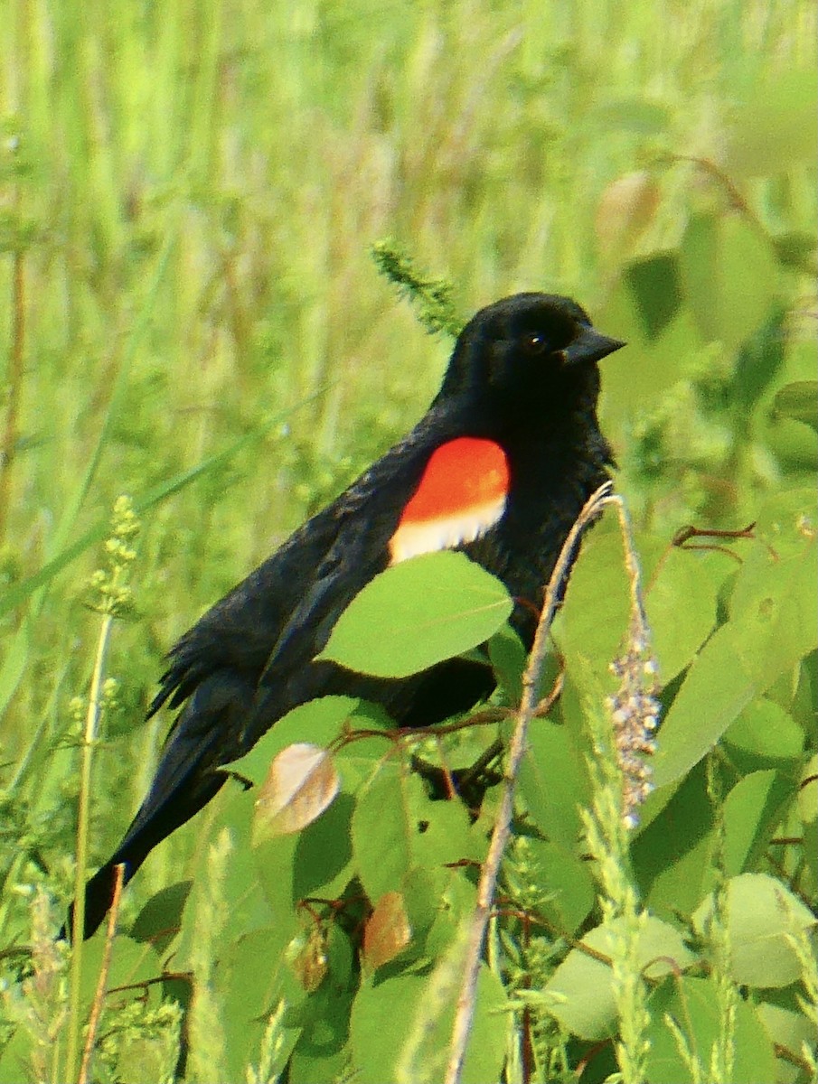 Red-winged Blackbird - ML340474131