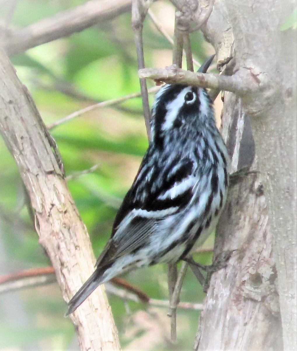 Black-and-white Warbler - ML340474151