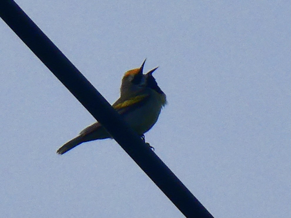 Golden-winged x Blue-winged Warbler (hybrid) - ML340474181