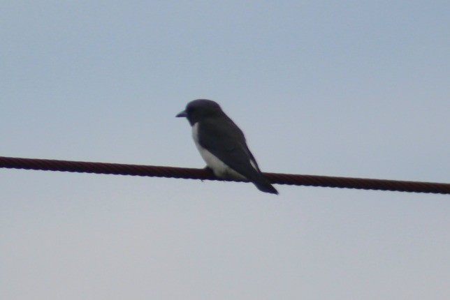 White-breasted Woodswallow - ML34047441