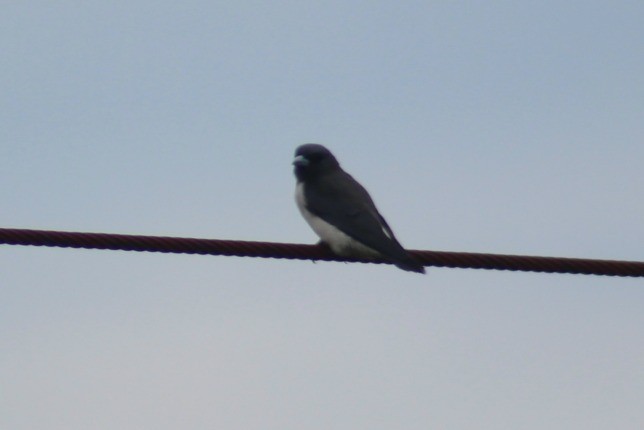 White-breasted Woodswallow - ML34047451