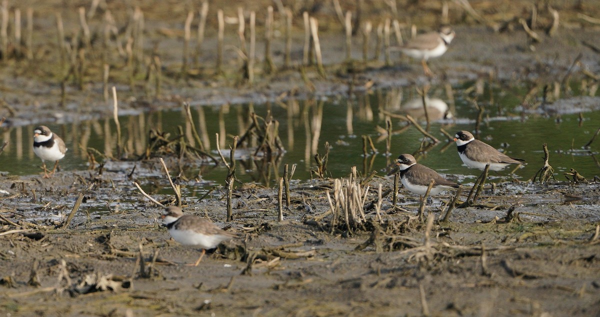 Semipalmated Plover - ML340475661
