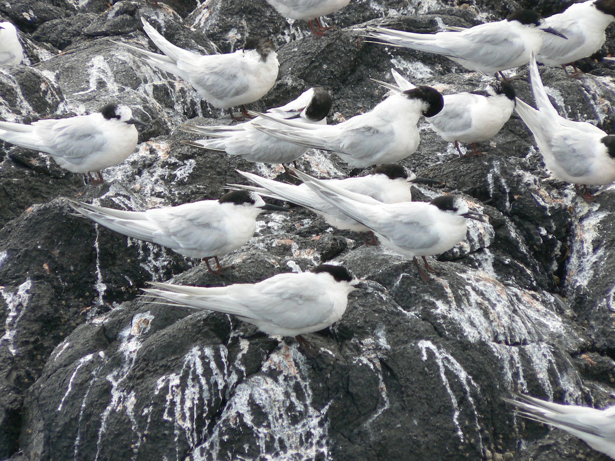 White-fronted Tern - ML340475671
