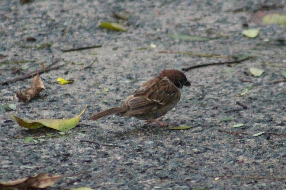 Eurasian Tree Sparrow - ML34047591