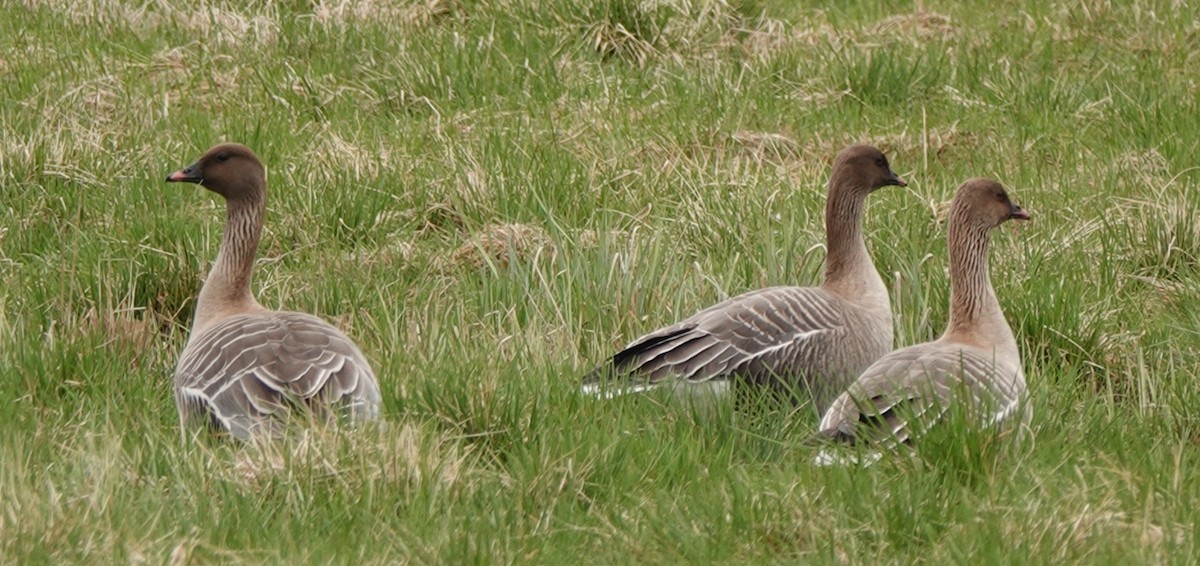 Pink-footed Goose - ML340479161