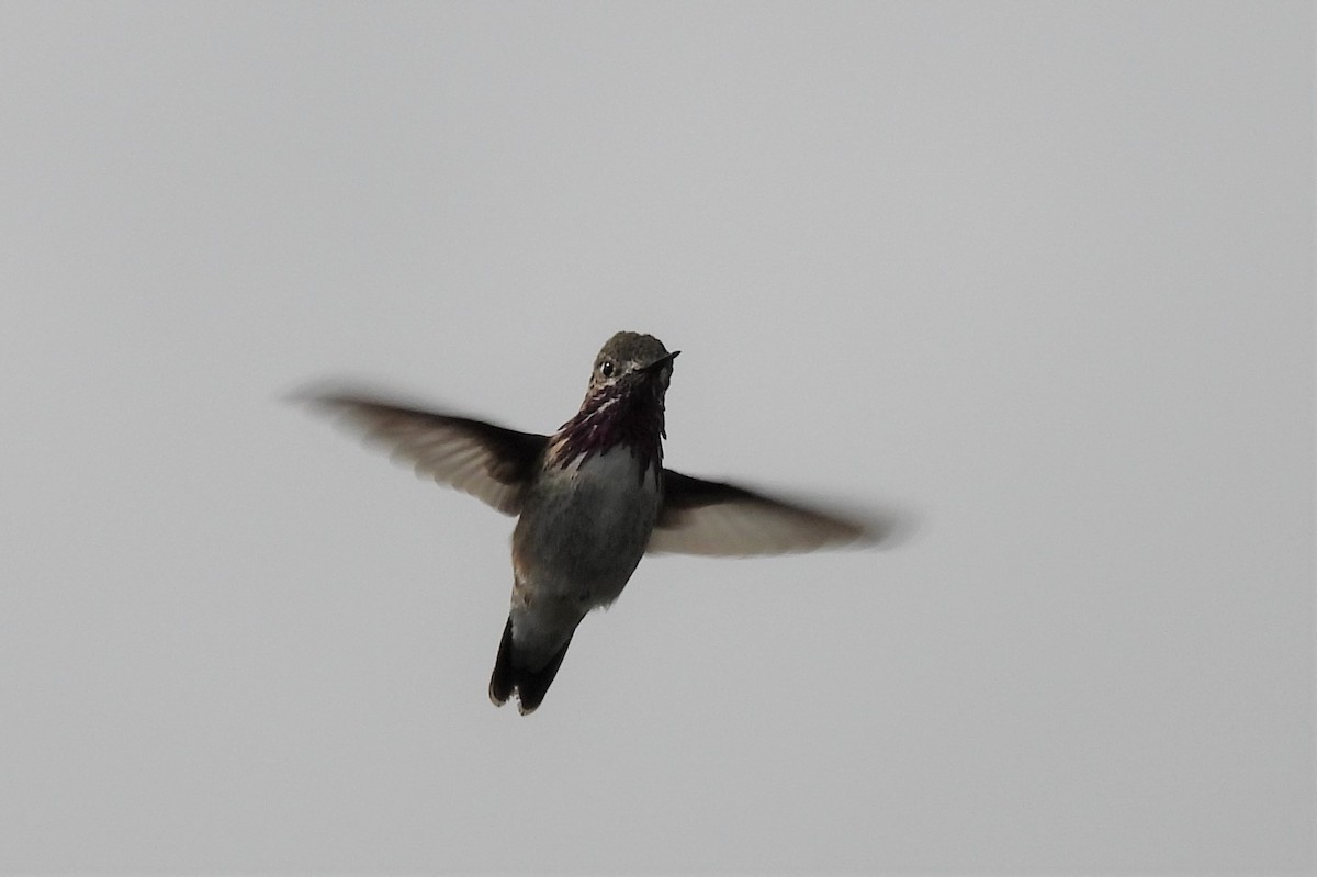 Calliope Hummingbird - Lara Fitzpatrick