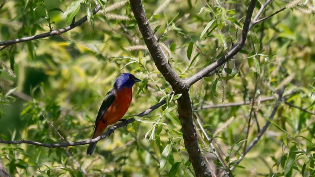 Painted Bunting - ML340486651