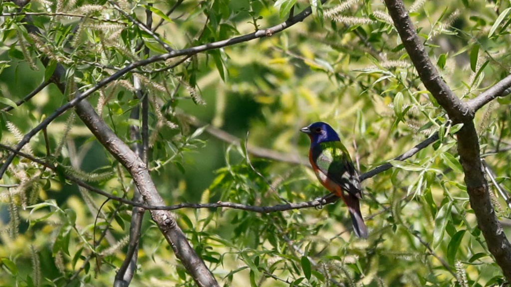 Painted Bunting - ML340486661