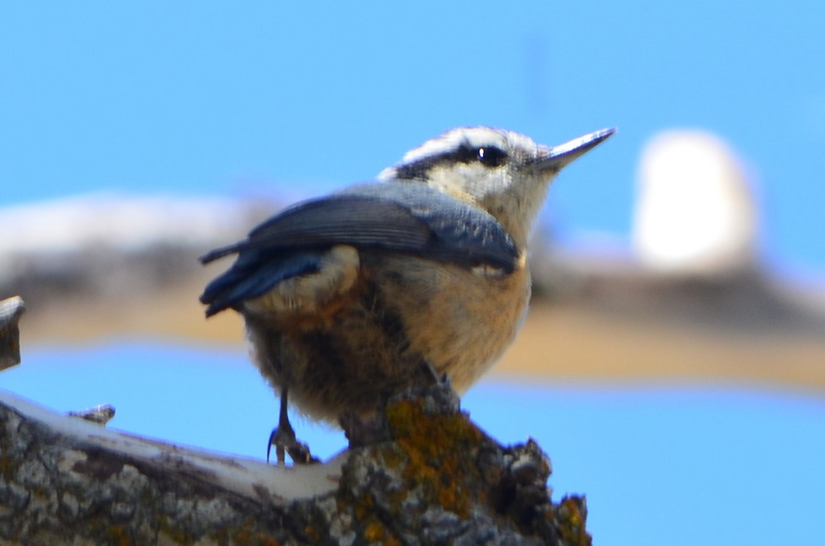 Red-breasted Nuthatch - ML340487511
