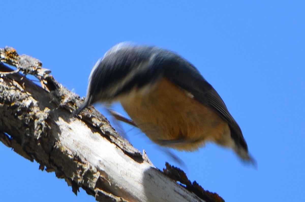 Red-breasted Nuthatch - ML340488691