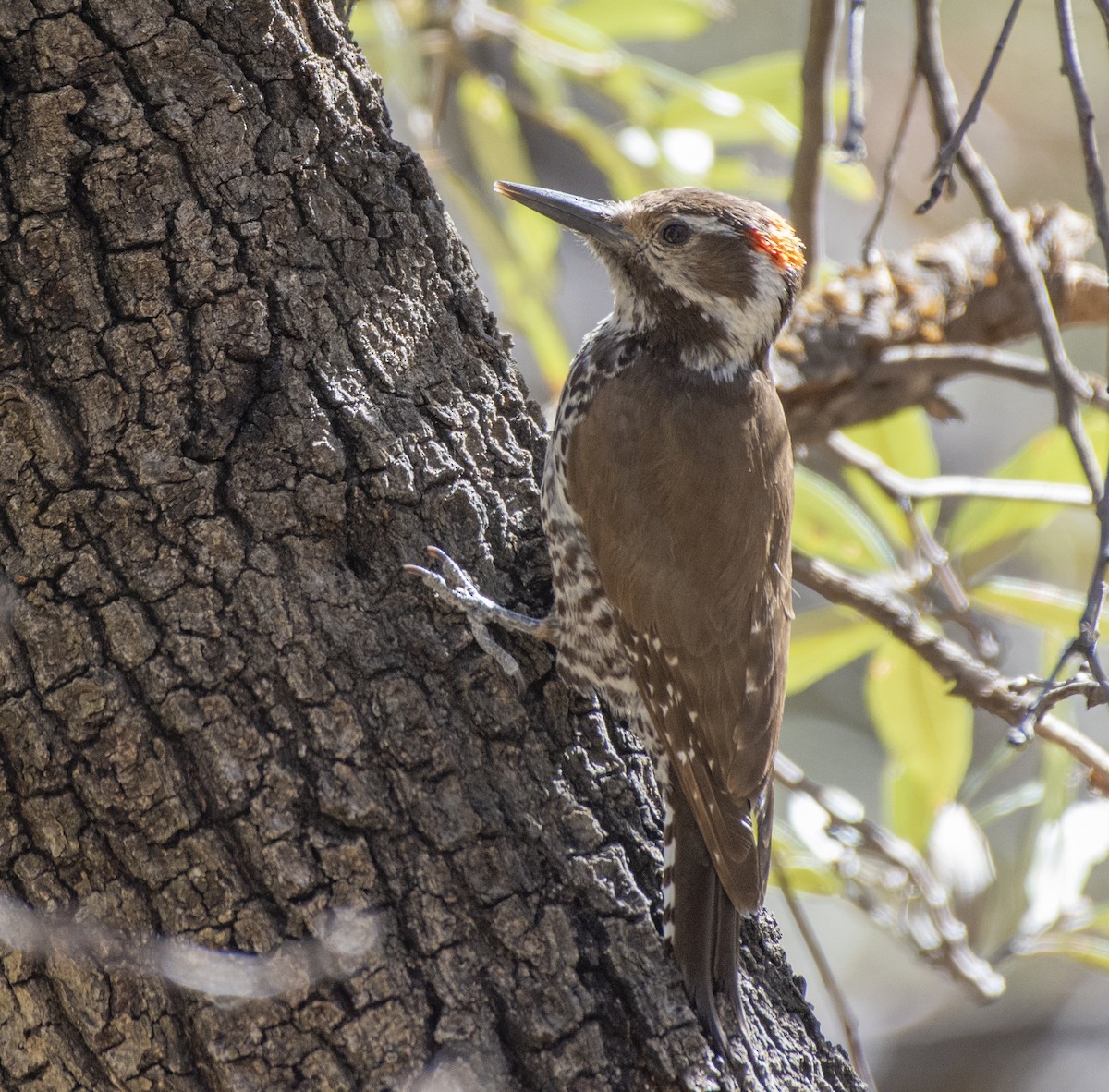 Arizona Woodpecker - Liz Pettit