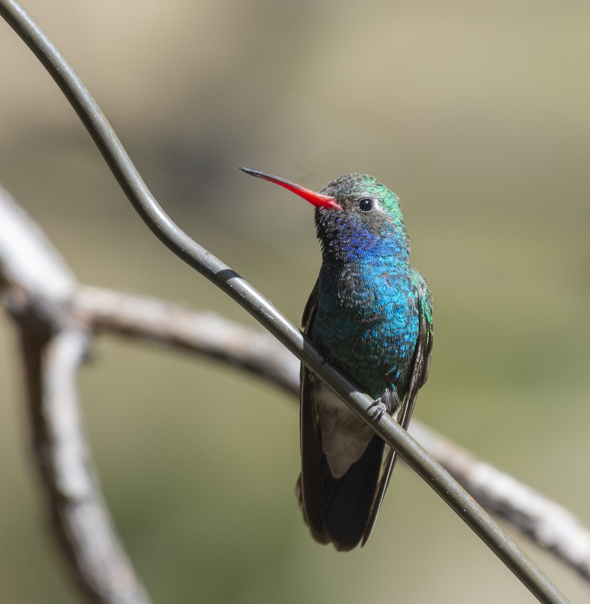 Broad-billed Hummingbird - ML340491901