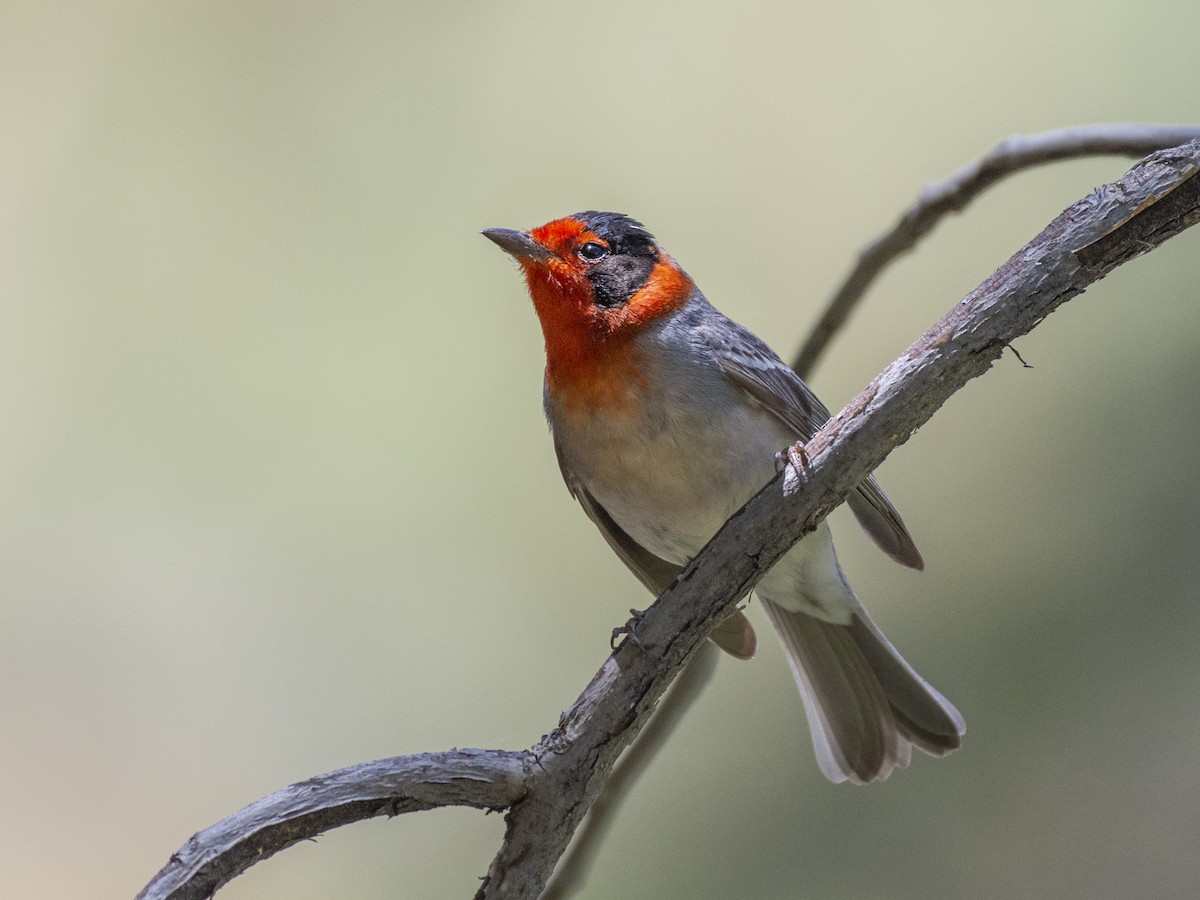 Red-faced Warbler - ML340493091