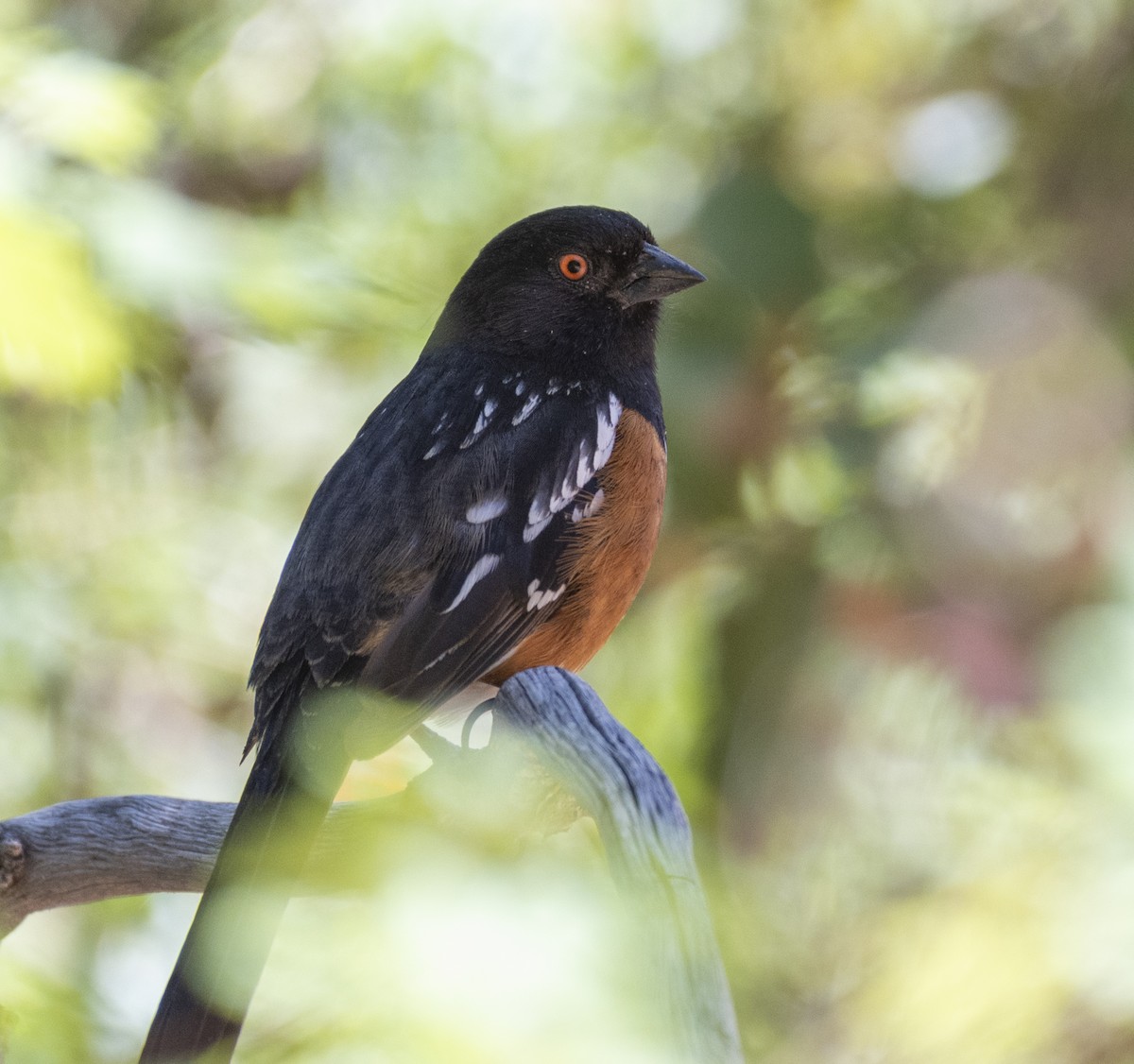Spotted Towhee - ML340493581