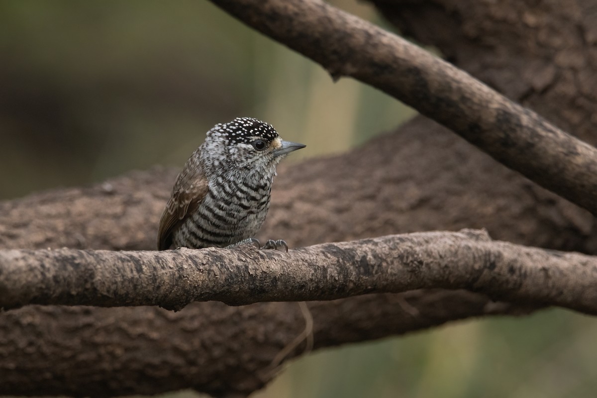White-barred Piculet - ML340495691