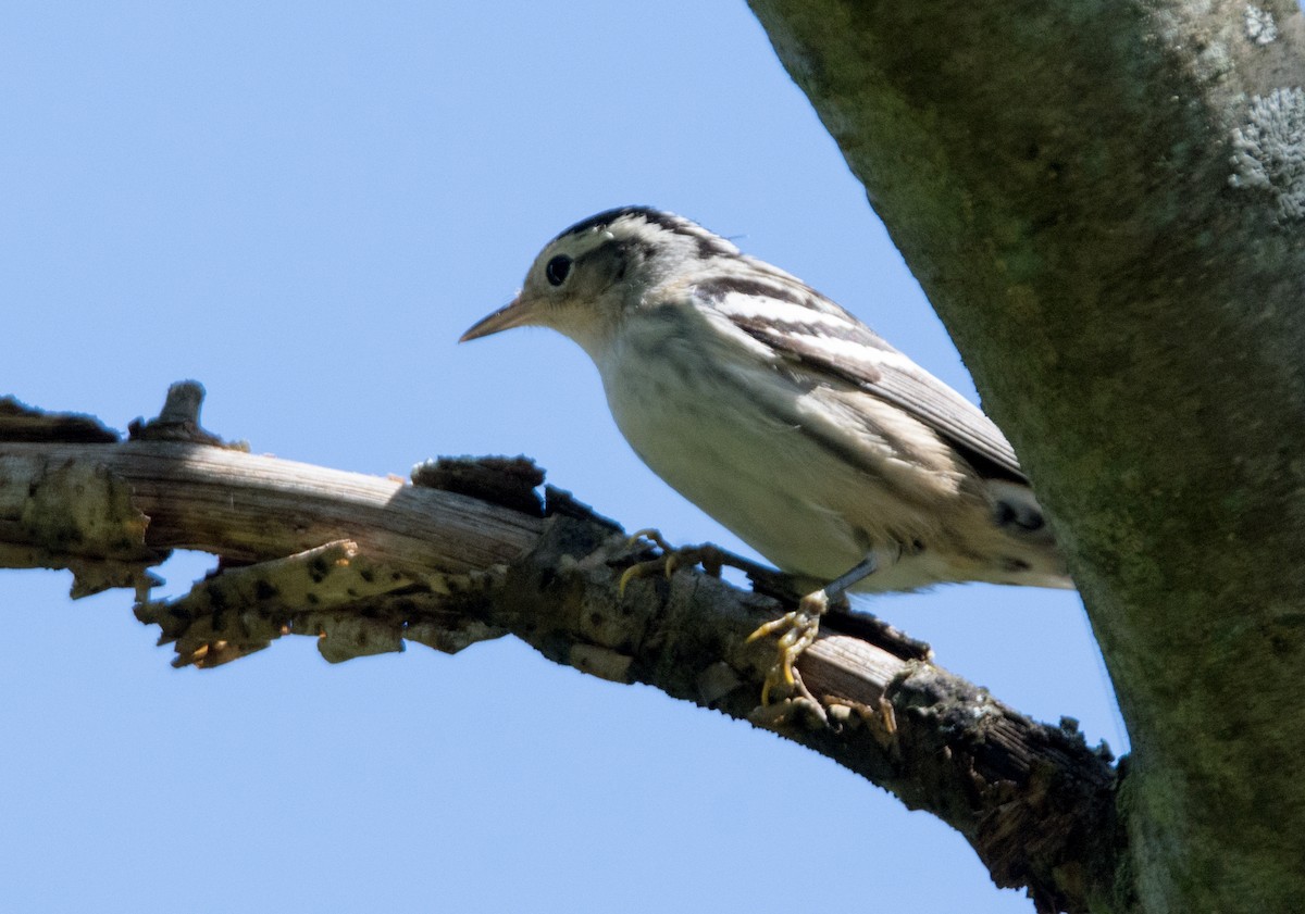 Black-and-white Warbler - ML34049591