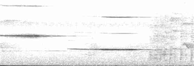 Glanzfleckdrongo - ML34049661