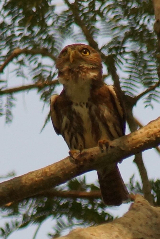 Ferruginous Pygmy-Owl - Robin Oxley 🦉