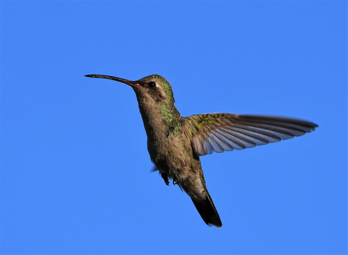 Broad-billed Hummingbird - David Beaudette