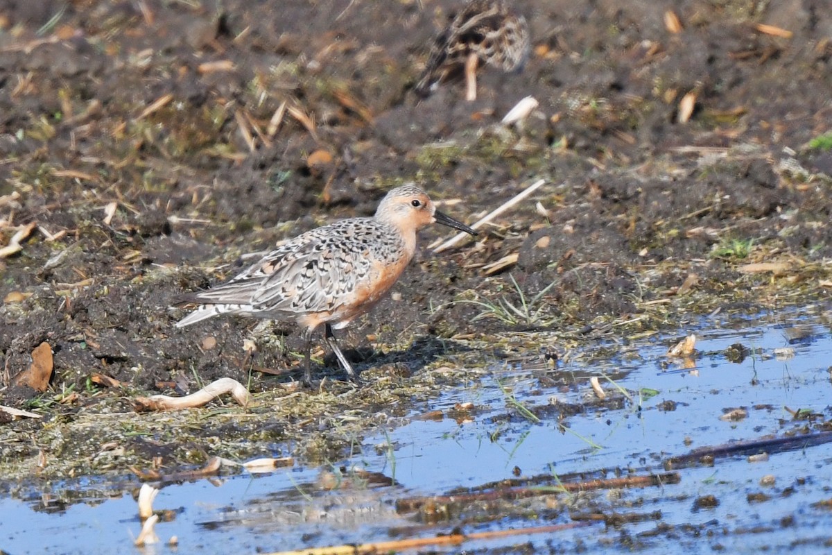 Red Knot - Chris Rees
