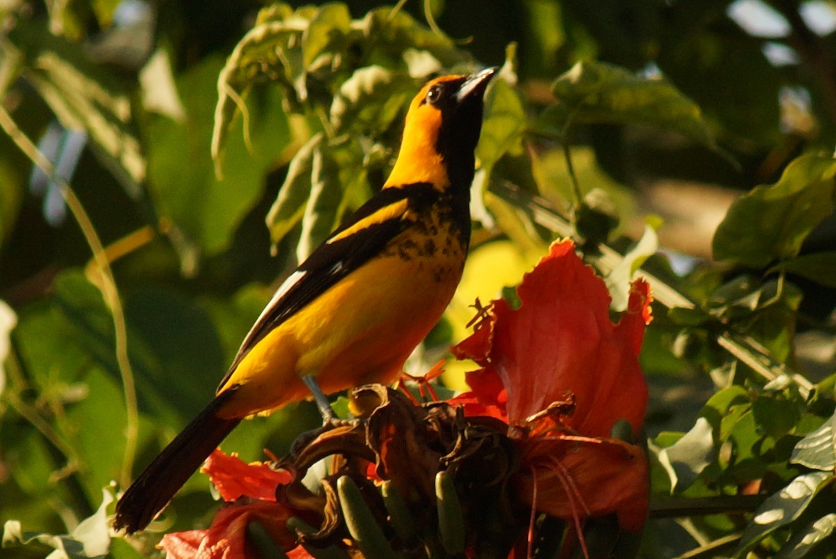 Spot-breasted Oriole - Robin Oxley 🦉