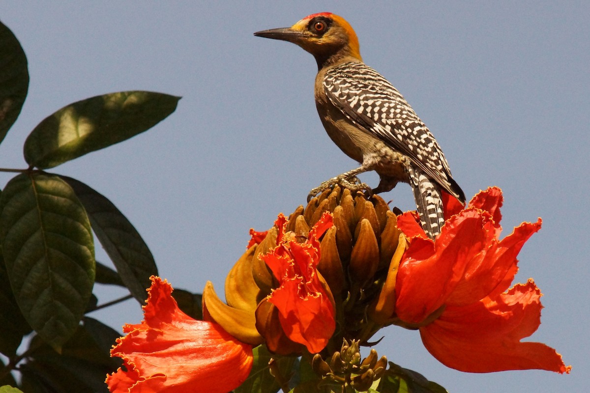 Golden-cheeked Woodpecker - Robin Oxley 🦉