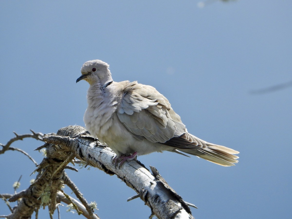 Eurasian Collared-Dove - ML340505461