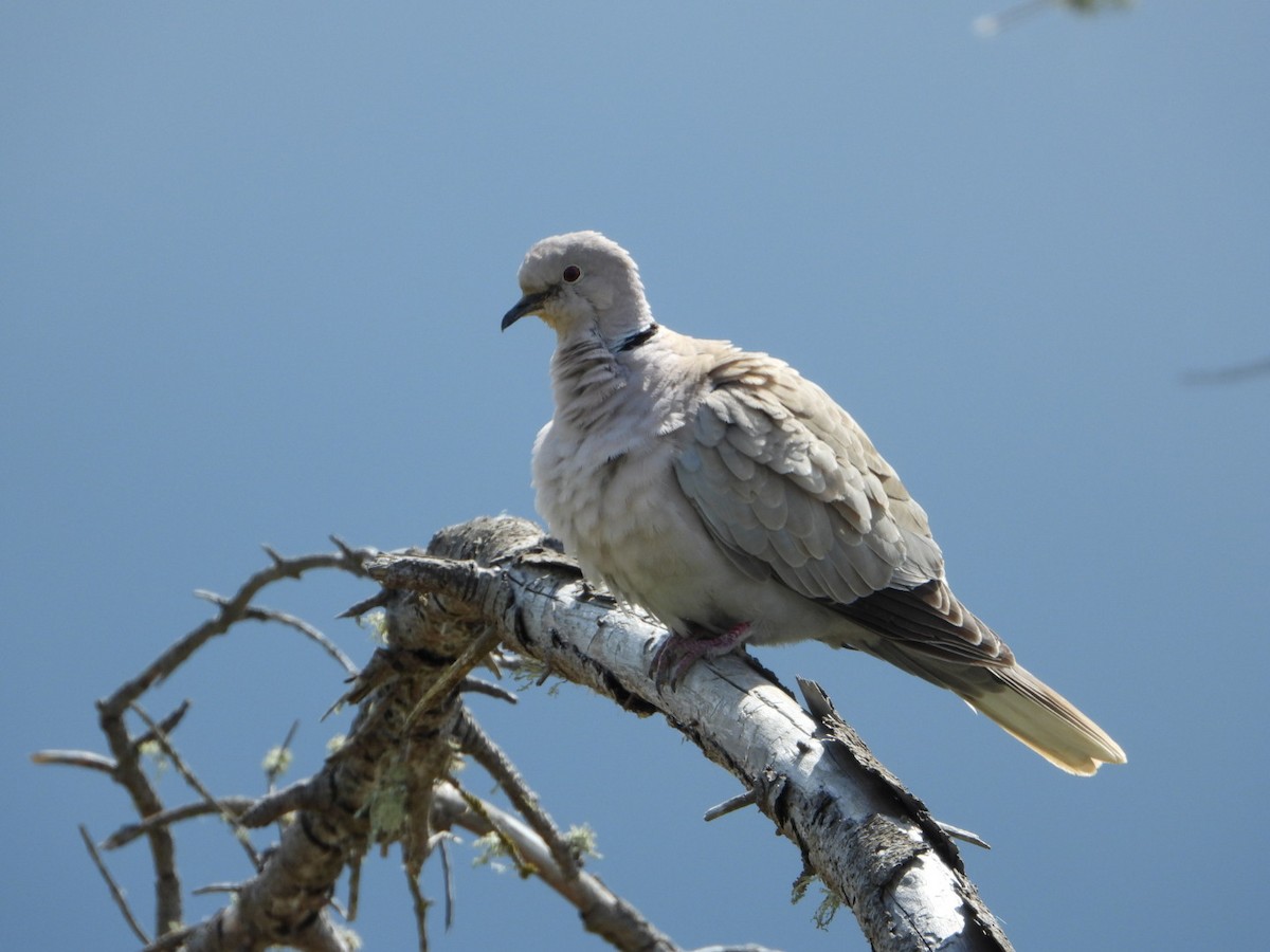 Eurasian Collared-Dove - ML340505471
