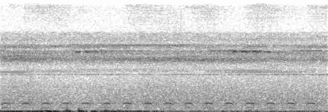 Ninox de las Salomón Occidentales (roseoaxillaris) - ML34050711