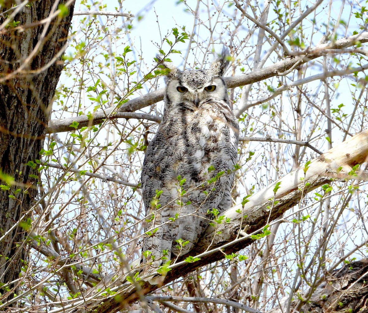 Great Horned Owl - ML340513601