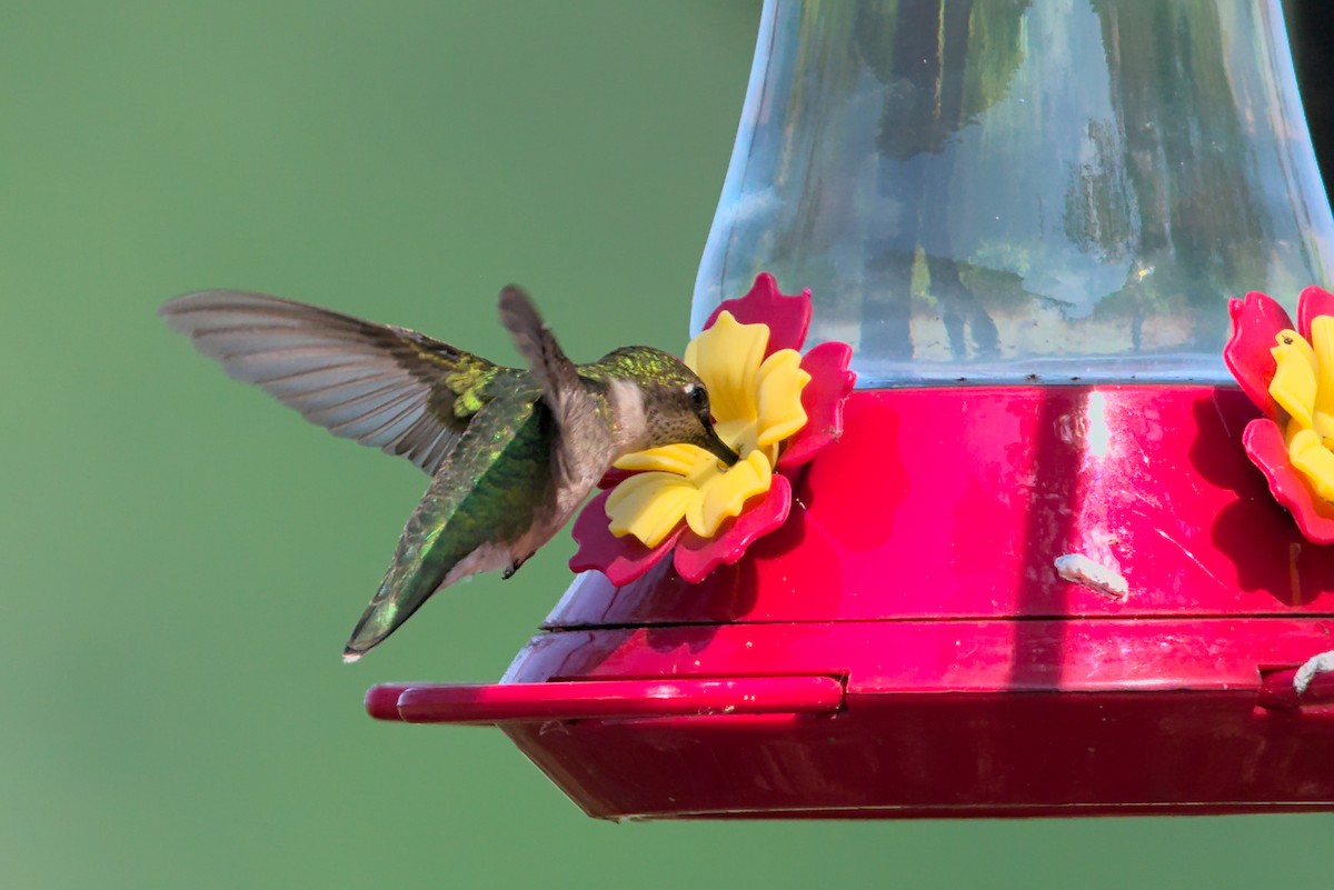 Ruby-throated Hummingbird - Doug Norwood