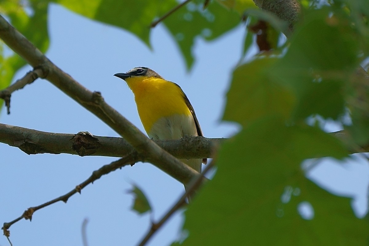Yellow-breasted Chat - ML340516181