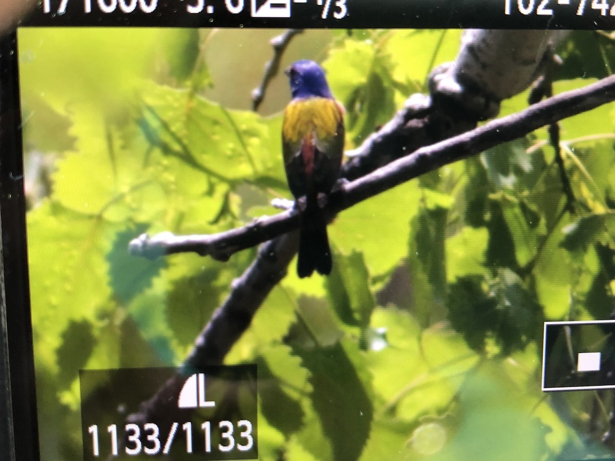Painted Bunting - ML340517071