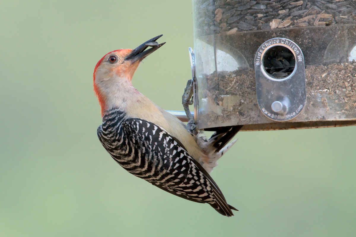 Red-bellied Woodpecker - ML340518191
