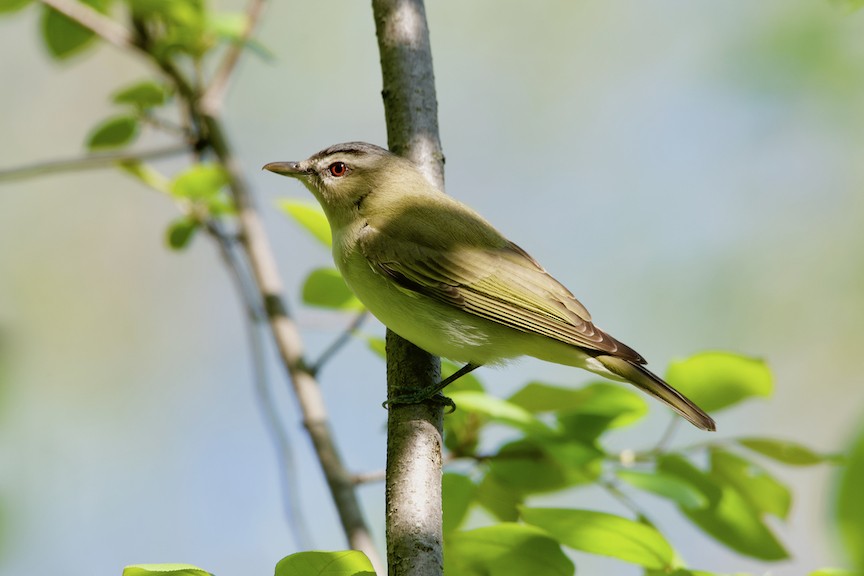 Red-eyed Vireo - Patrice Babeux