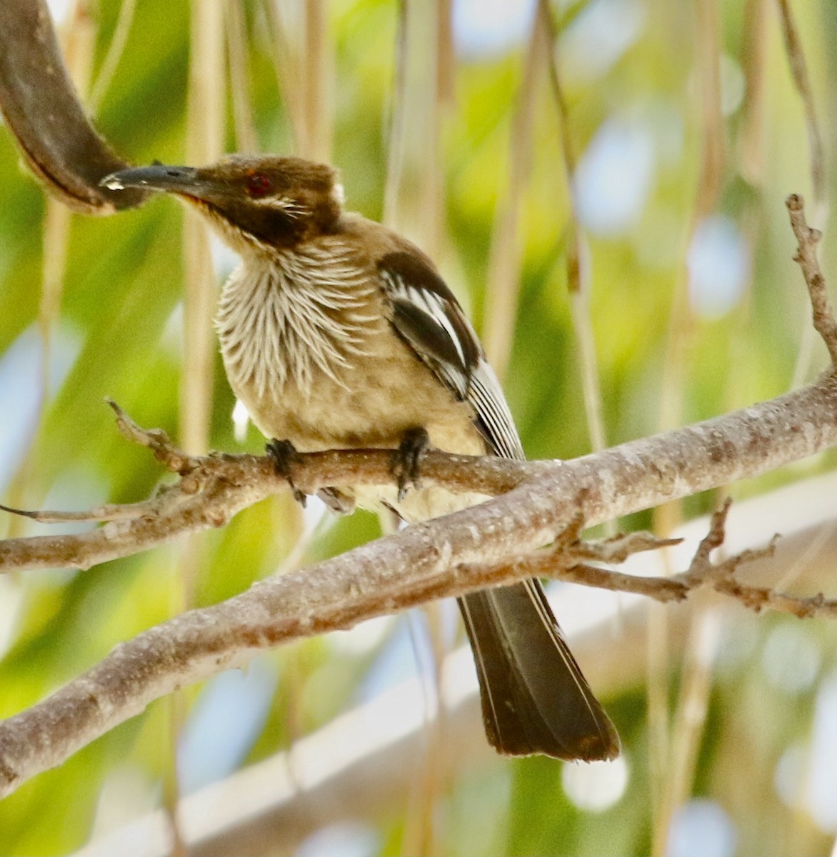 New Caledonian Friarbird - ML340522351