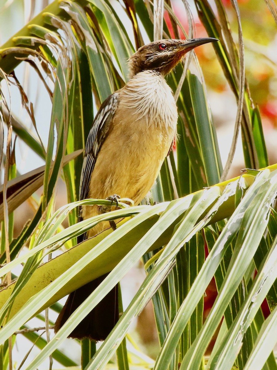 New Caledonian Friarbird - ML340522391