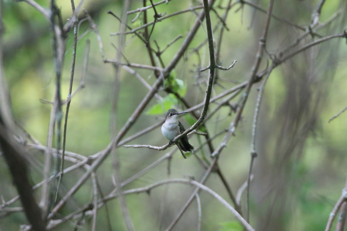 Ruby-throated Hummingbird - Alexandria Horne