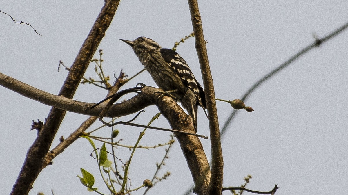Gray-capped Pygmy Woodpecker - ML340533231