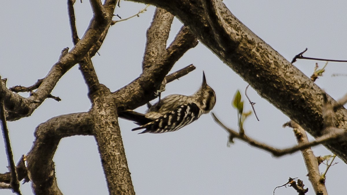 Gray-capped Pygmy Woodpecker - ML340533251